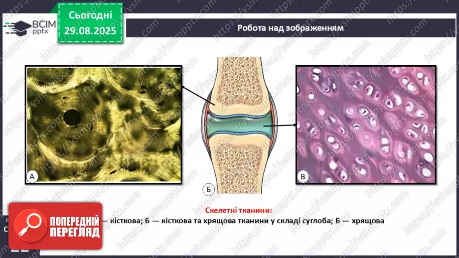 №005 - Тканини організму людини.18 №005 - Тканини організму людини.18