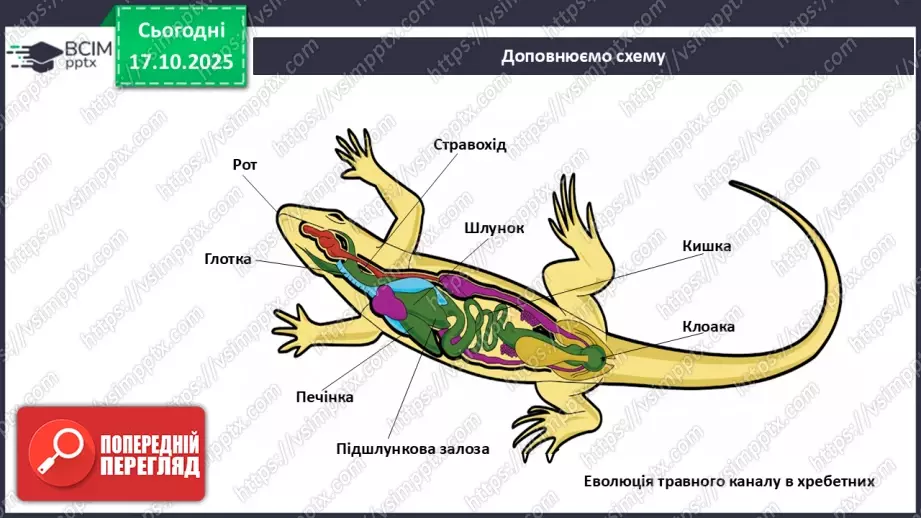 №027 - Узагальнення вивченого з теми: «Живлення як властивість живого. Будова й функції травної системи людини».17 №027 - Узагальнення вивченого з теми: «Живлення як властивість живого. Будова й функції травної системи людини».17