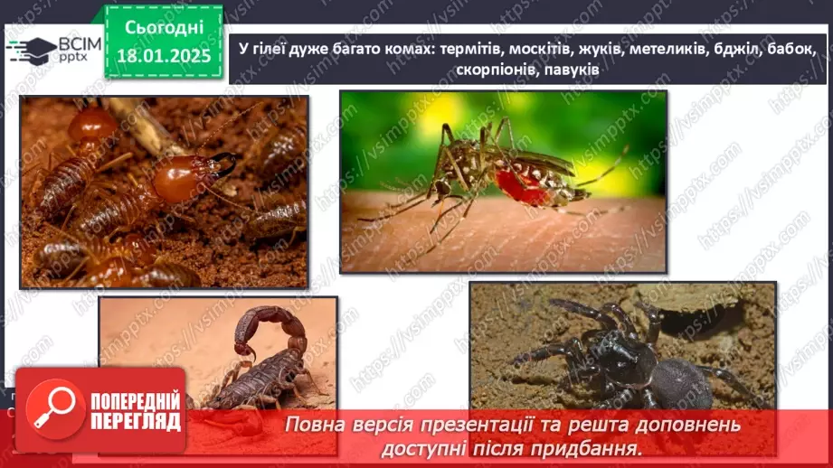 №37 - У чому особливість природних зон Південної Америки.10
