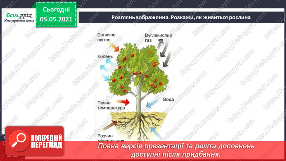 №036 - Квіткові рослини.15