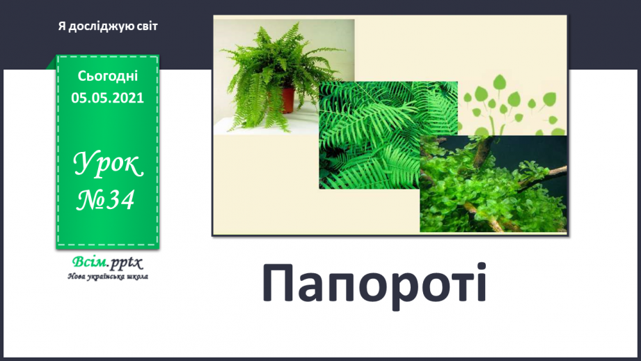 №034 - Папороті.0 №034 - Папороті.0