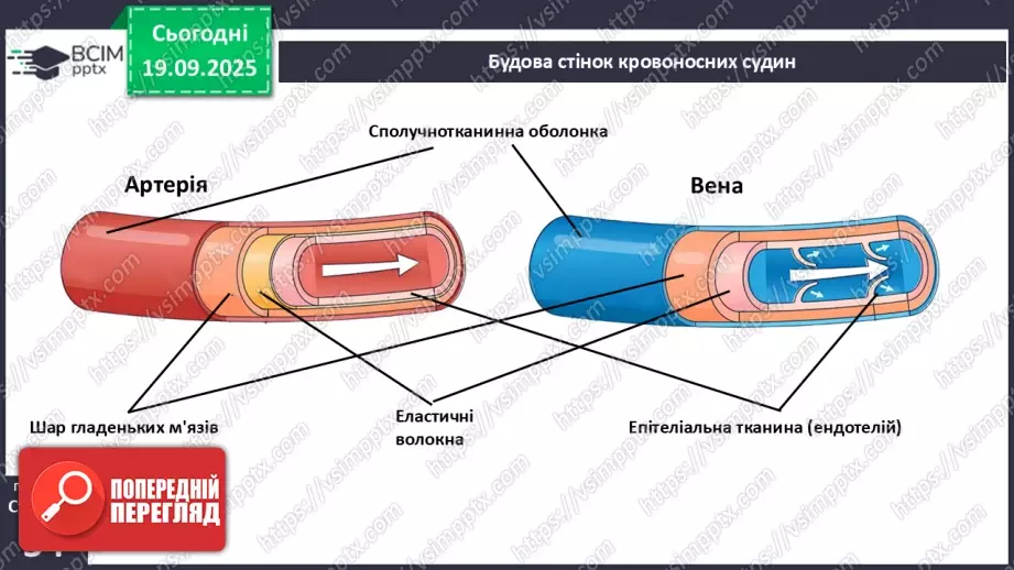 №013 - Кровоносні судини. Кровообіг.5 №013 - Кровоносні судини. Кровообіг.5