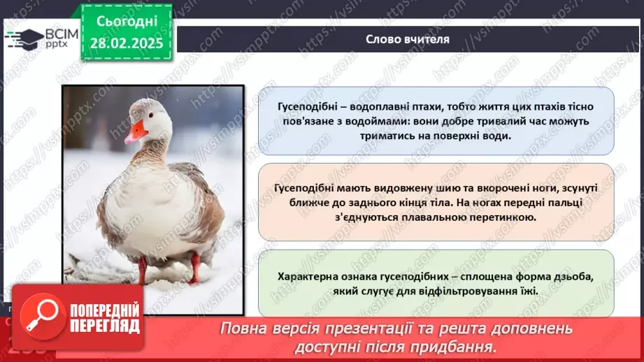 №65 - Різноманітність птахів.13