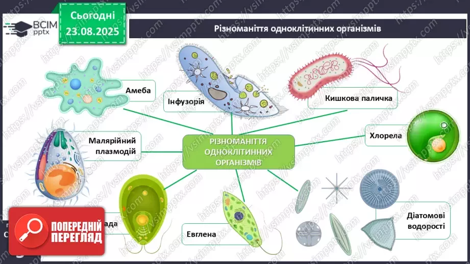 №001 - Організм людини та тварин як багаторівнева біологічна система. Клітини і тканини.7 №001 - Організм людини та тварин як багаторівнева біологічна система. Клітини і тканини.7