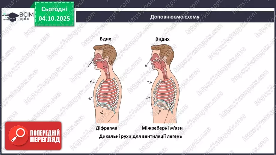 №021 - Узагальнення вивченого з теми: «Дихання як властивість живого. Будова й функції22 №021 - Узагальнення вивченого з теми: «Дихання як властивість живого. Будова й функції22