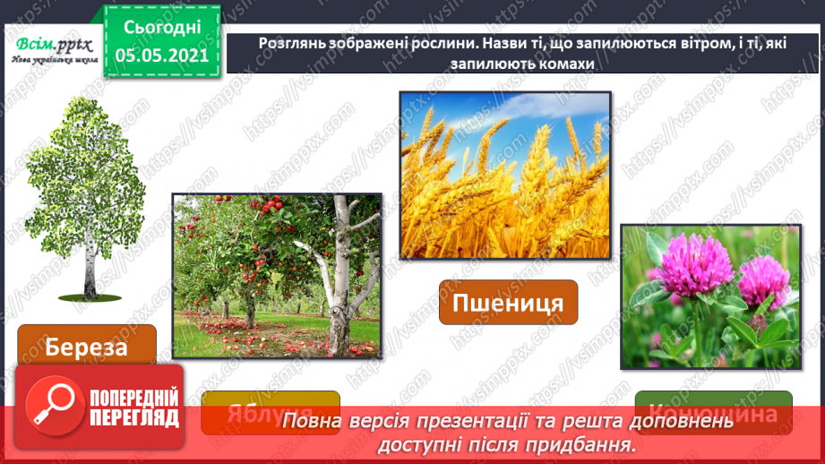 №033 - Розмноження квіткових рослин24