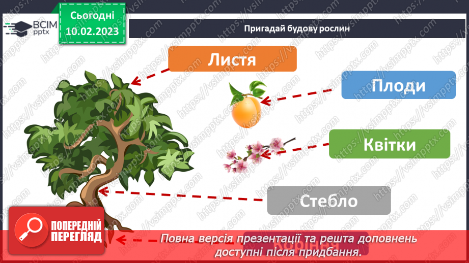 №45 - Пристосування до життя та різноманітність рослин. Секрети насінини.3